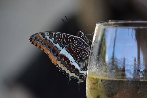 Schmetterling am Weinglas