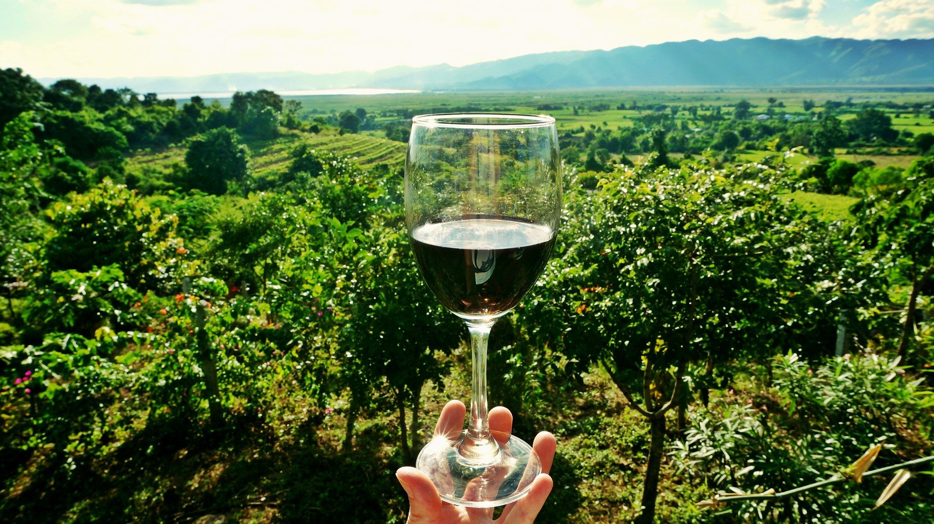 Weinglas in einer Hand in den Weinbergen