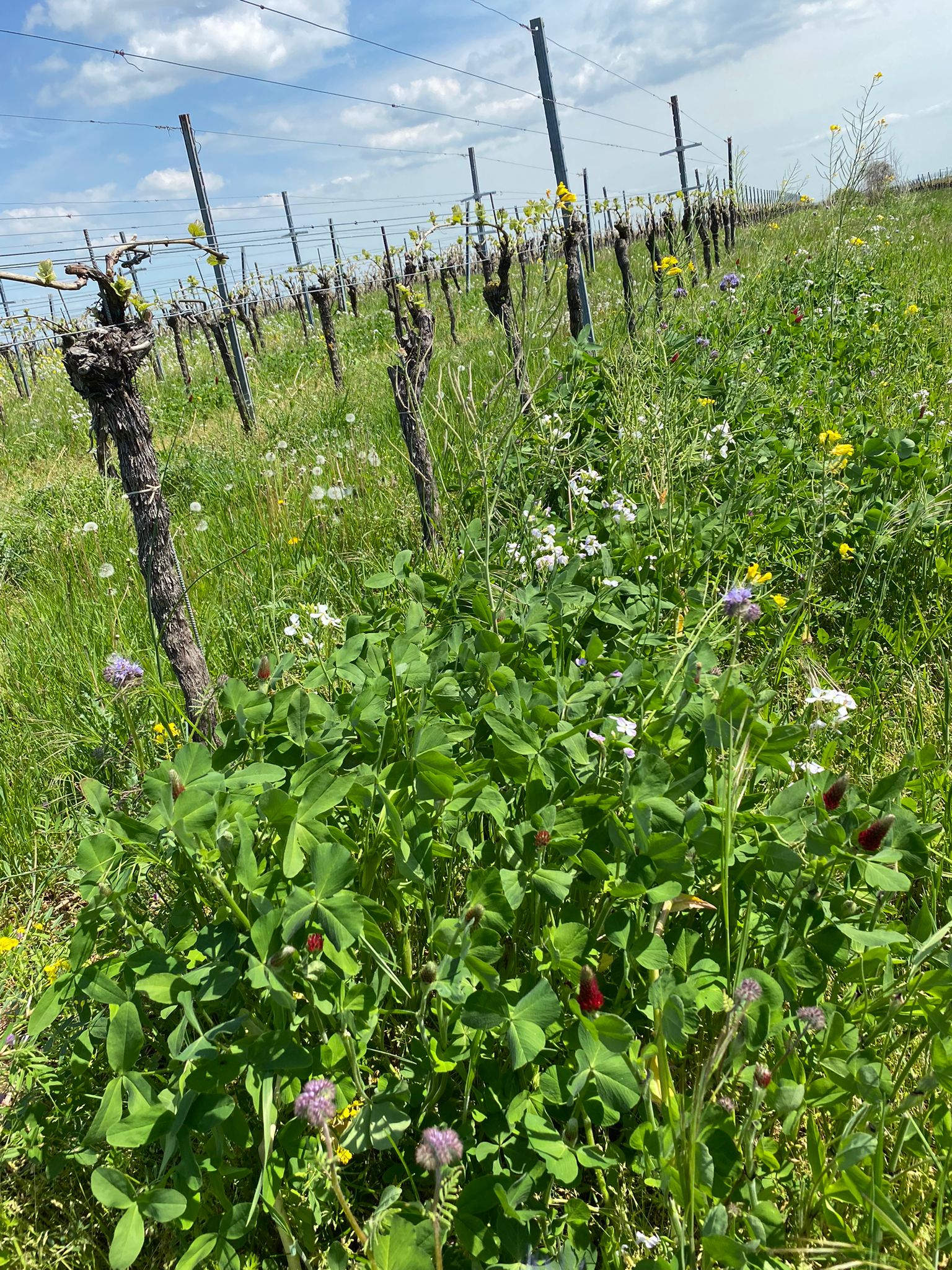 Blühende Weinberge