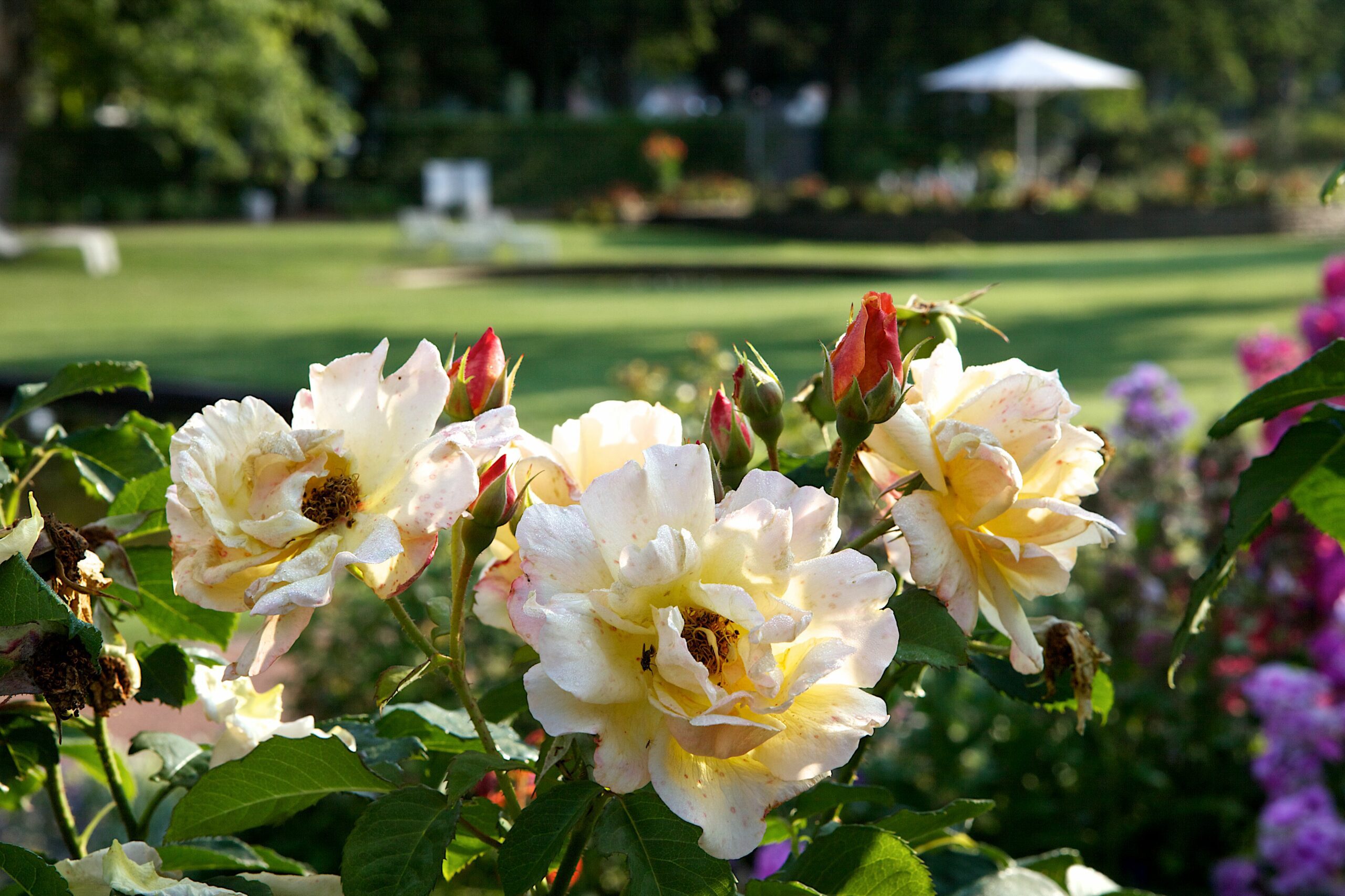 Rosengarten Zweibrücken