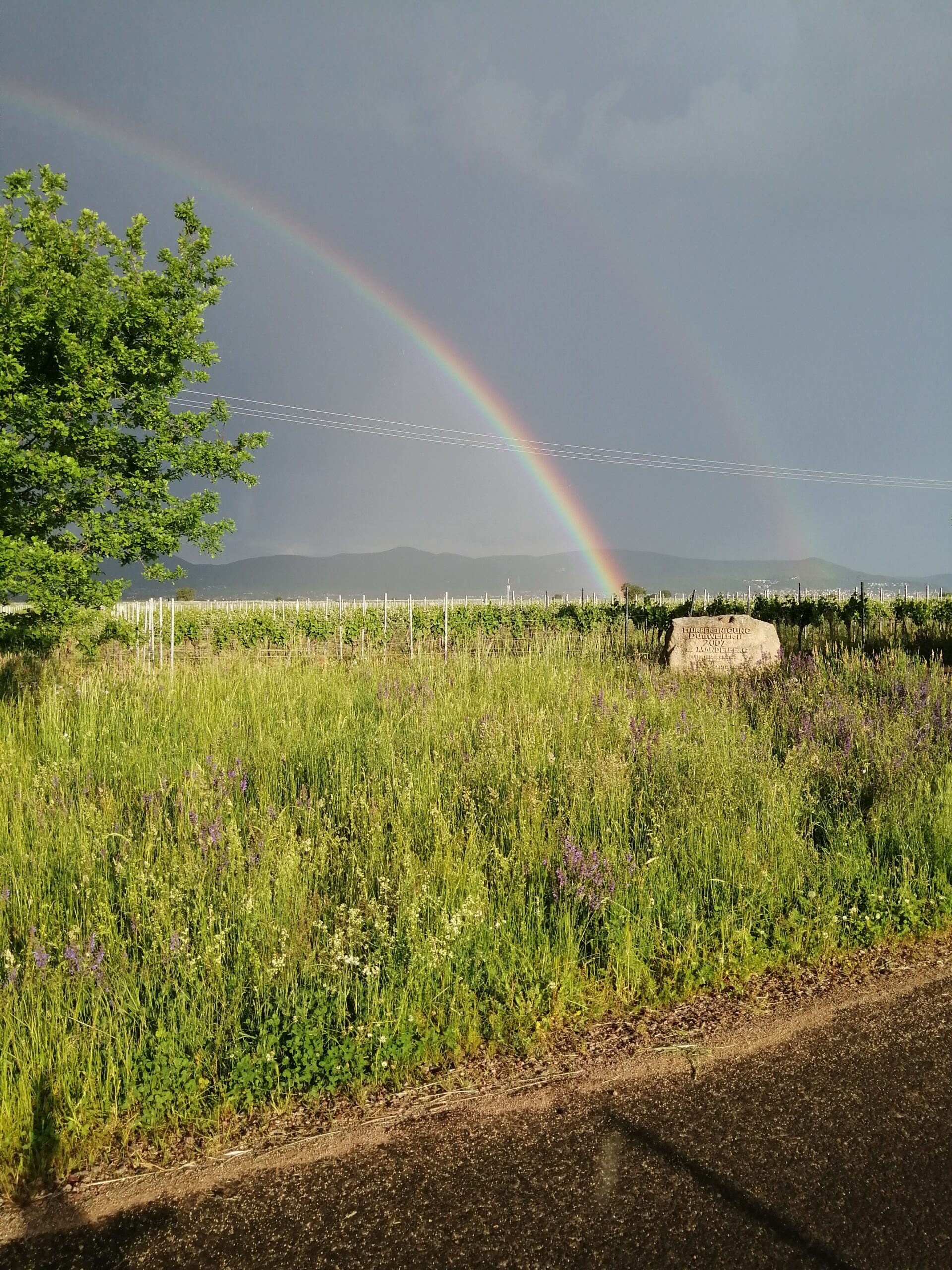 Regenbogen