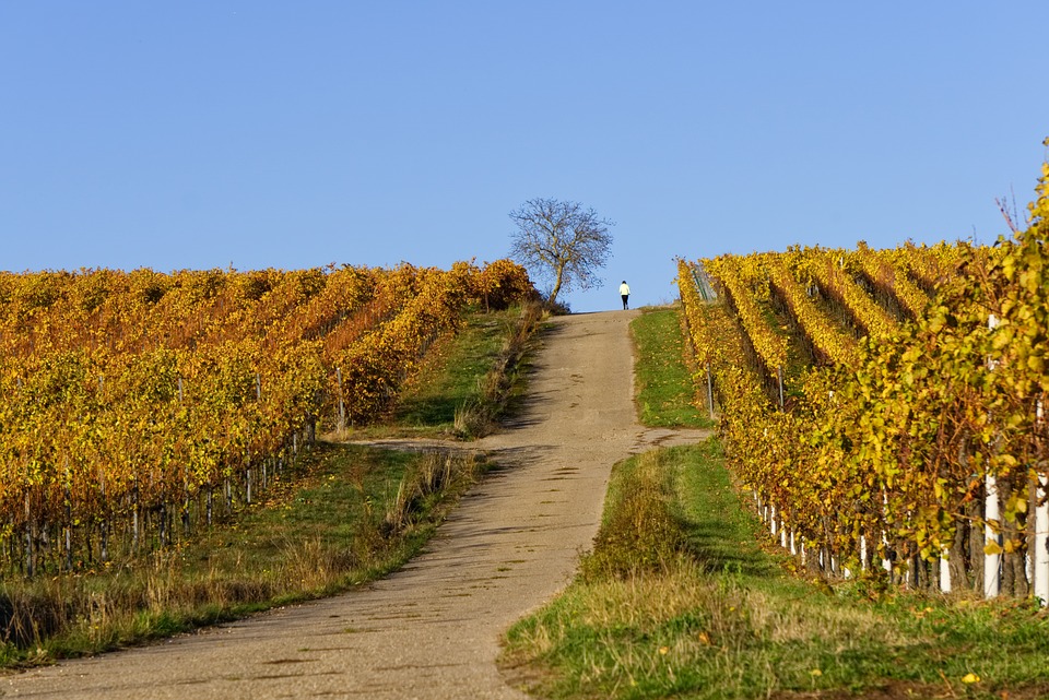 Wirtschaftsweg in den Weinbergen