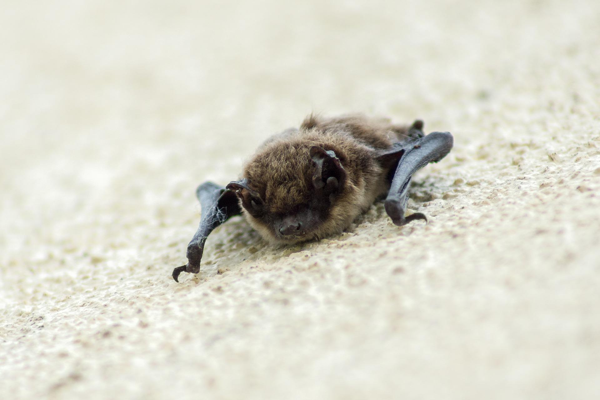 Fledermaus