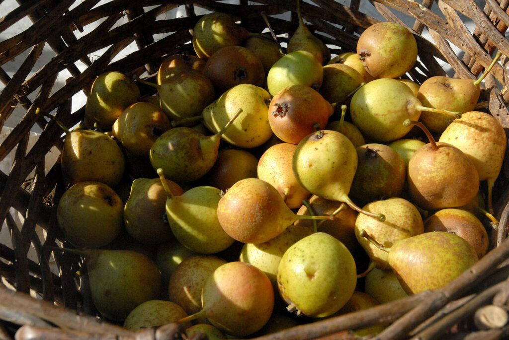 Eulenbis, Birnenernte. Die gesammelten Früchte werden zum Beerenwein (Beerewei) verarbeitet. Die Mostbirnen aus Eulenbis sind klein und goldgelb. 26.09.2009 dcs