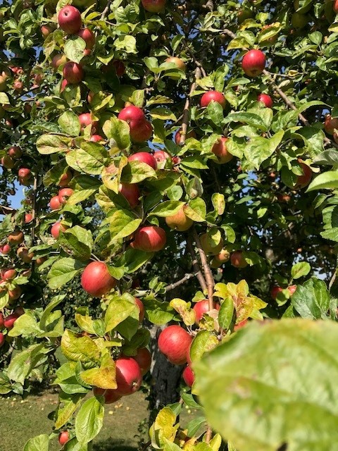 Äpfel am Baum