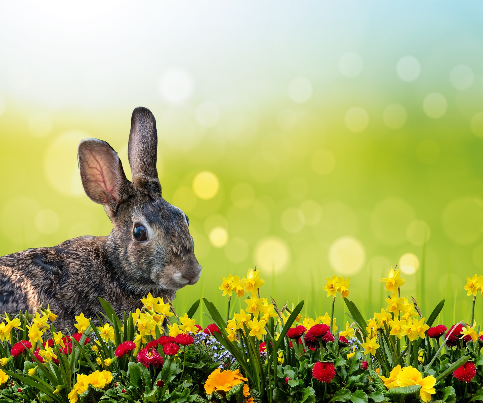 Frühling: Hase im Blumenmeer