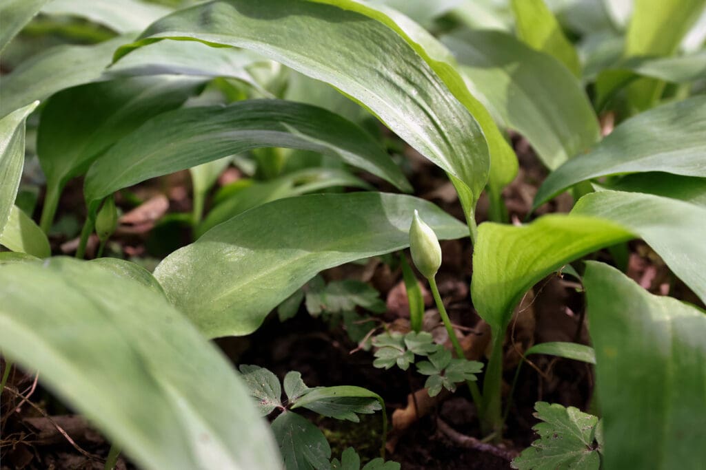 Nahaufnahme Bärlauchpflanze