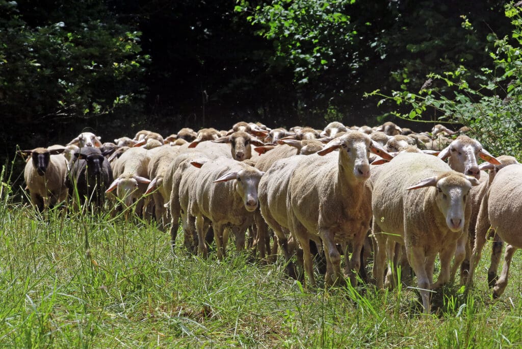 Schafherde im Pfälzerwald