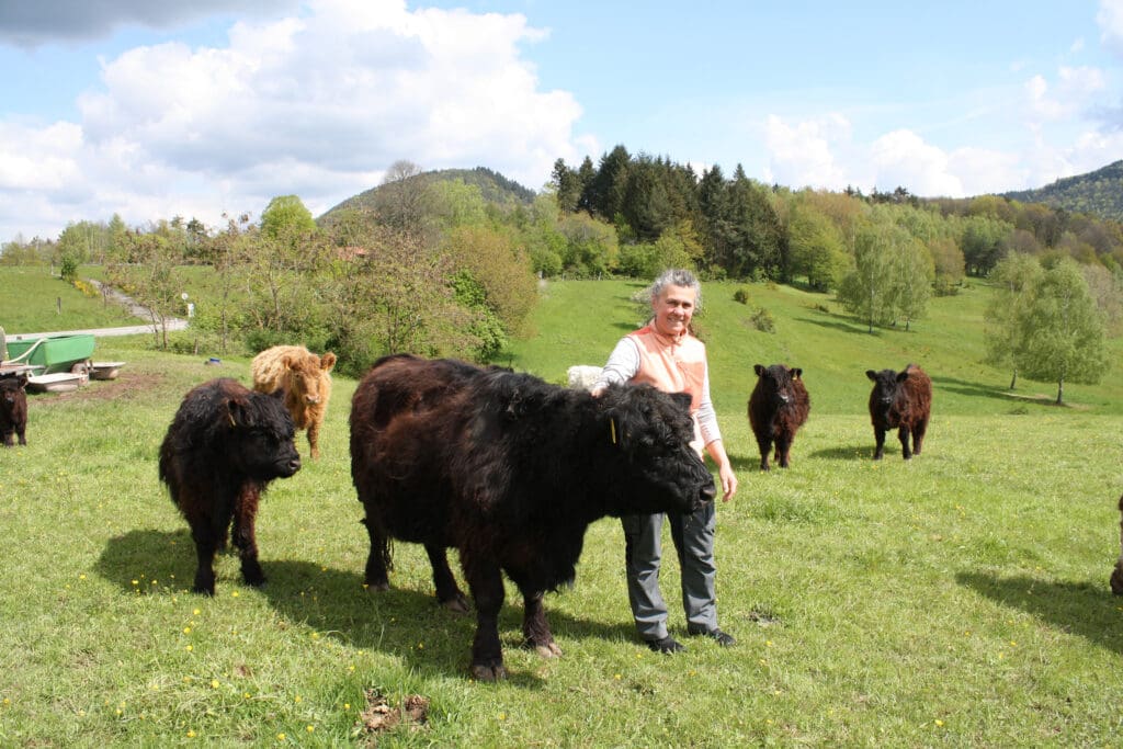 Andrea Burkard mit ihren  Galloways