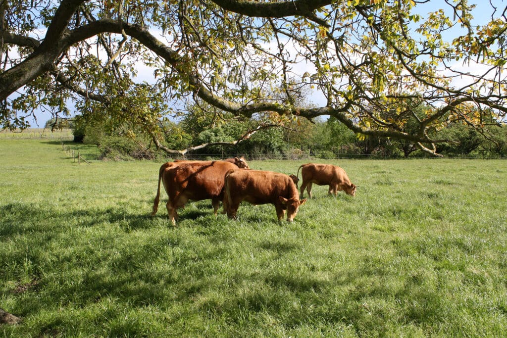 Glanrinder auf der Weide