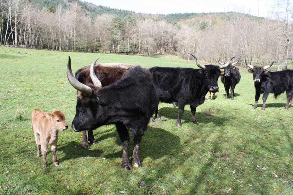 Heckrinder auf der Weide