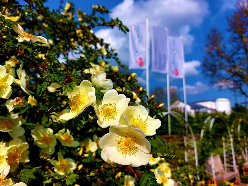 Rosengarten Zweibrücken