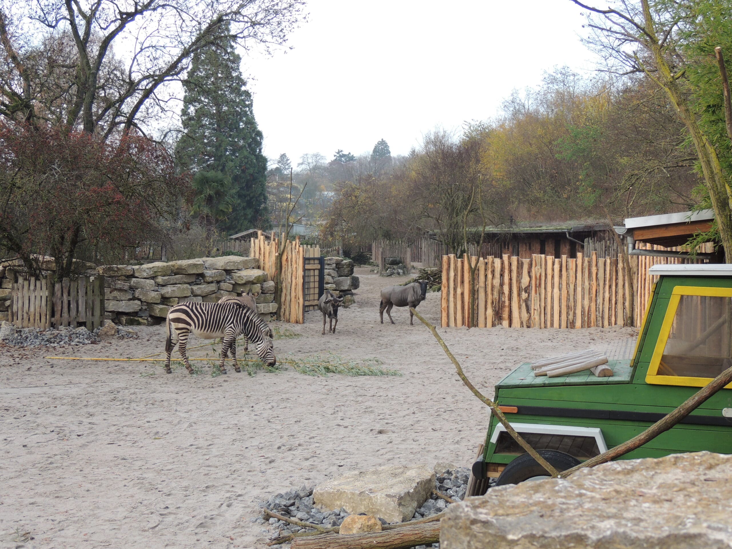 Zebras im Zoo Landau