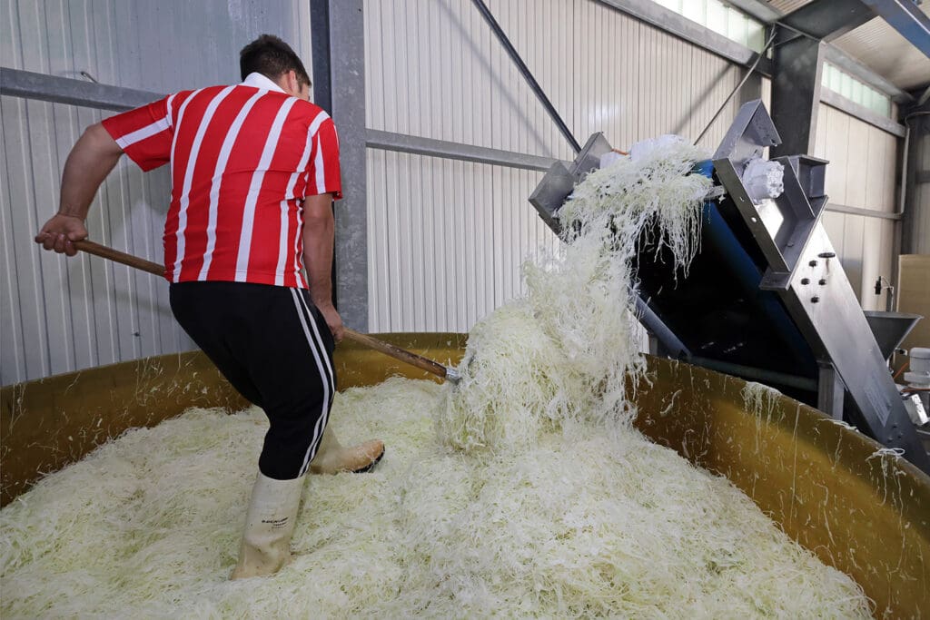 Verarbeitung des Kohls