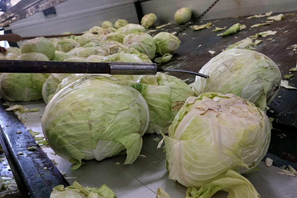 Verarbeitung des Kohls