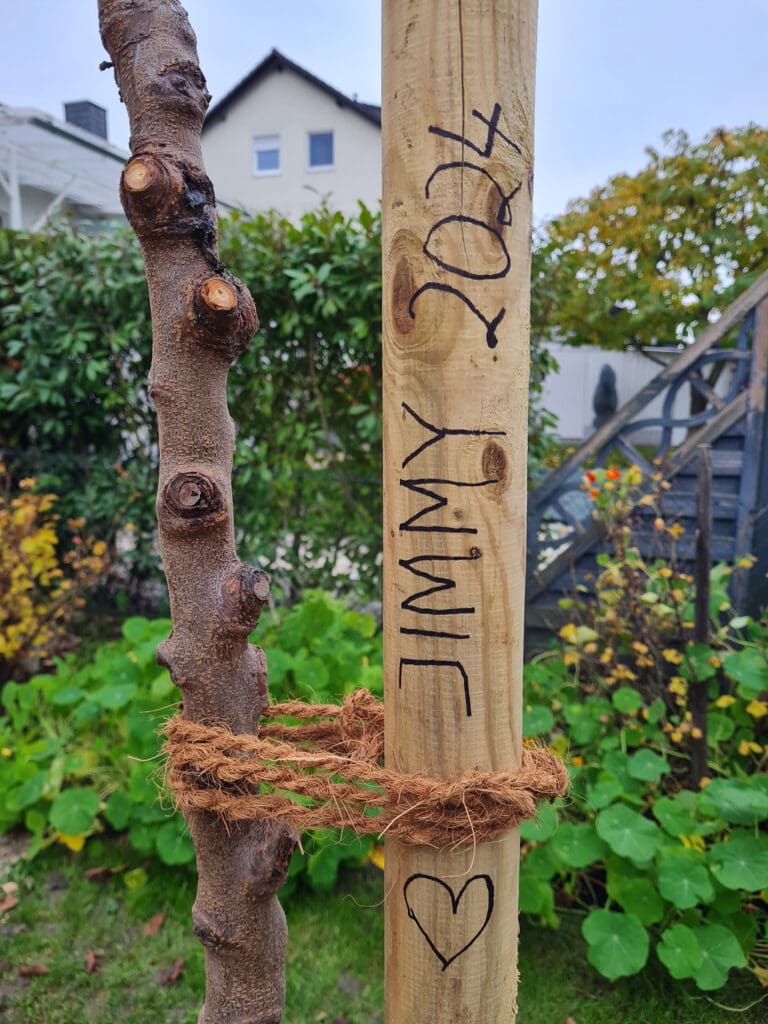 Stamm eines Mandelbaums