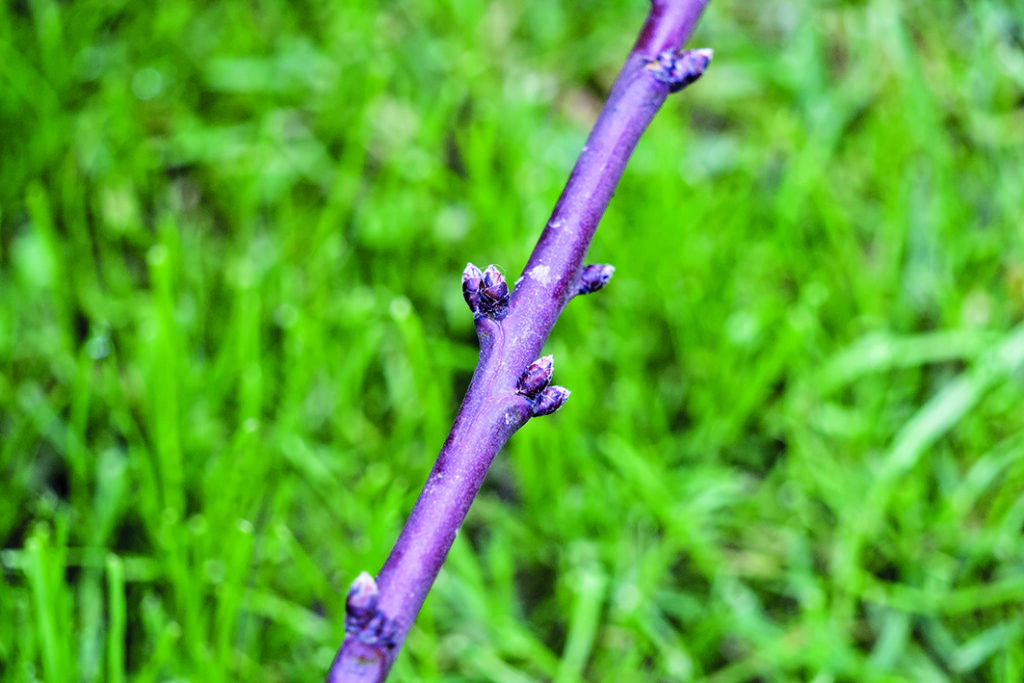 Mandelzweig mit Knospen