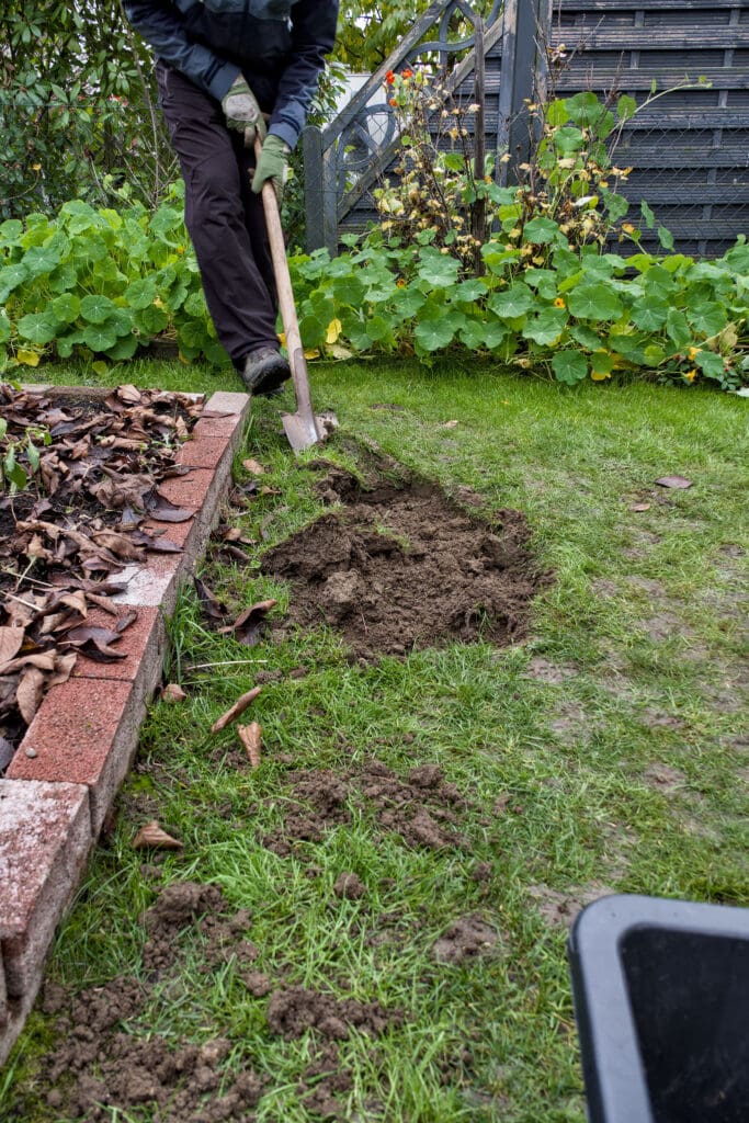 Pflanzen eines Mandelbaums