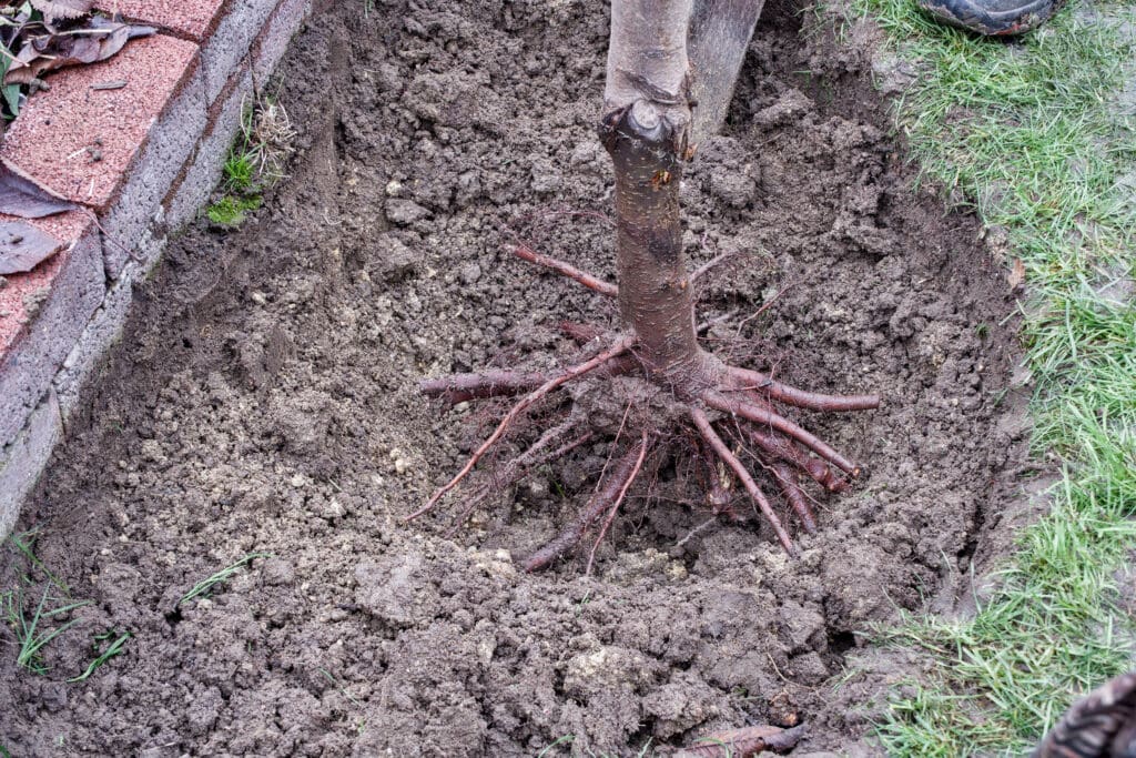 Wurzeln eines Mandelbaums