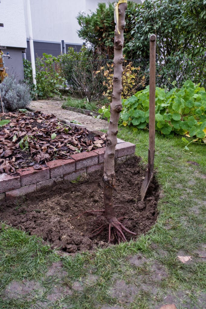 Pflanzen eines Mandelbaums