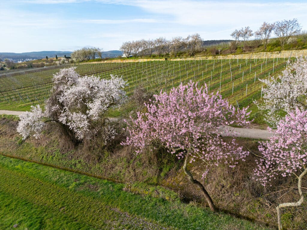 Mandelbäume bei Ungstein