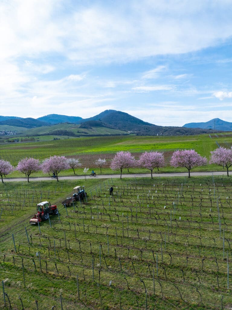 Mandelallee bei Siebeldingen