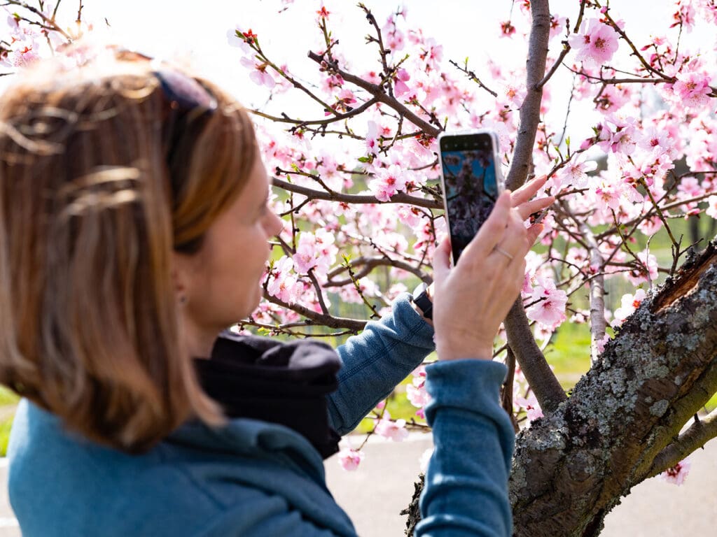 Frau fotografiert Mandelblüten