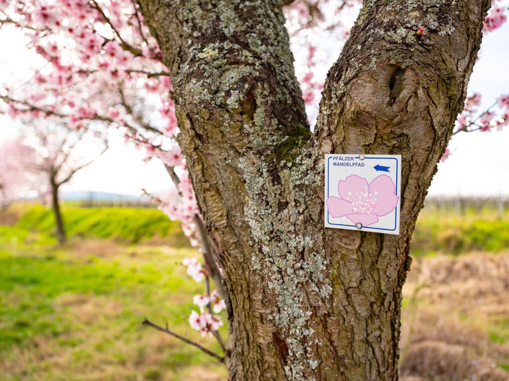 Mandelpfad-Beschilderung an einem Baum