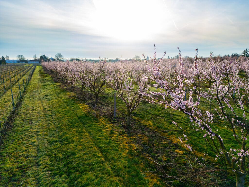 Mandelplantage in Freinsheim