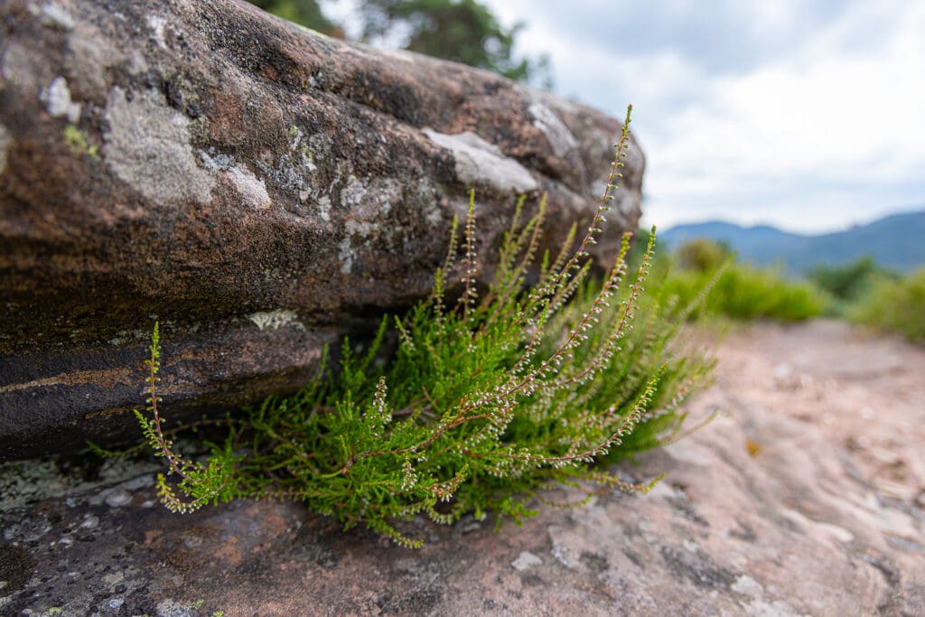 Felsen mit Heidekraut