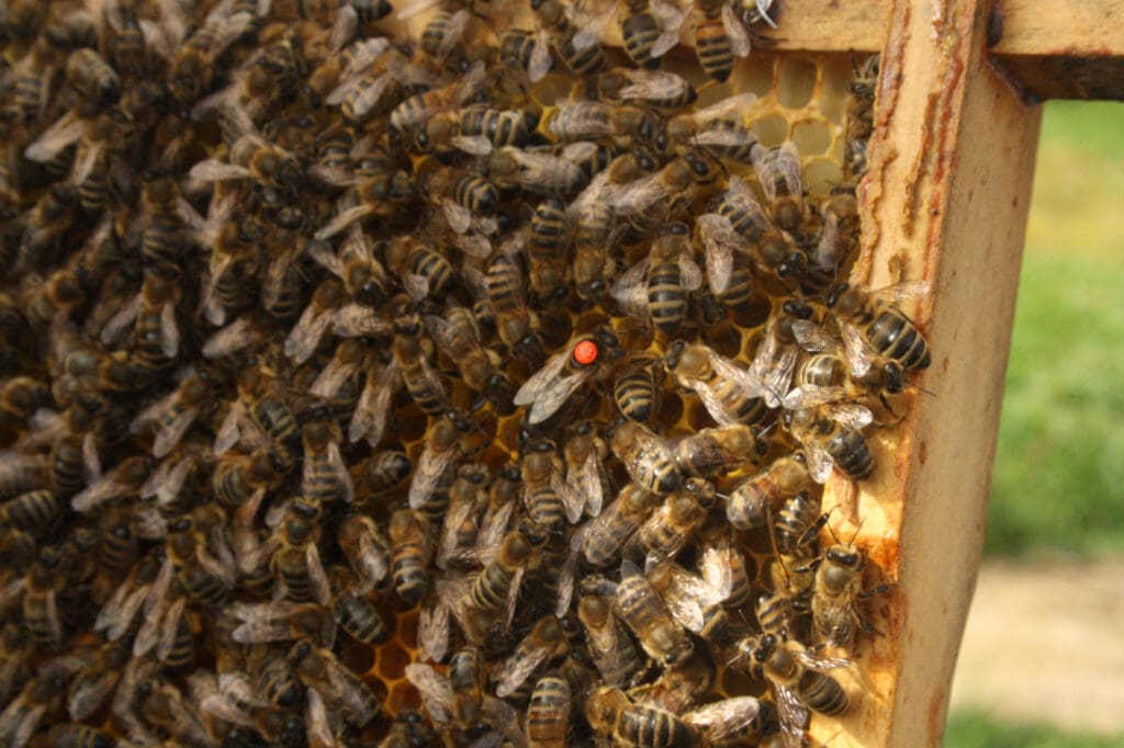 Bienenkönigin