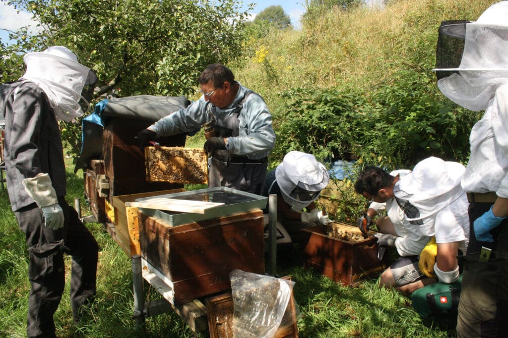Imker-Schnupperkurs in Landstuhl