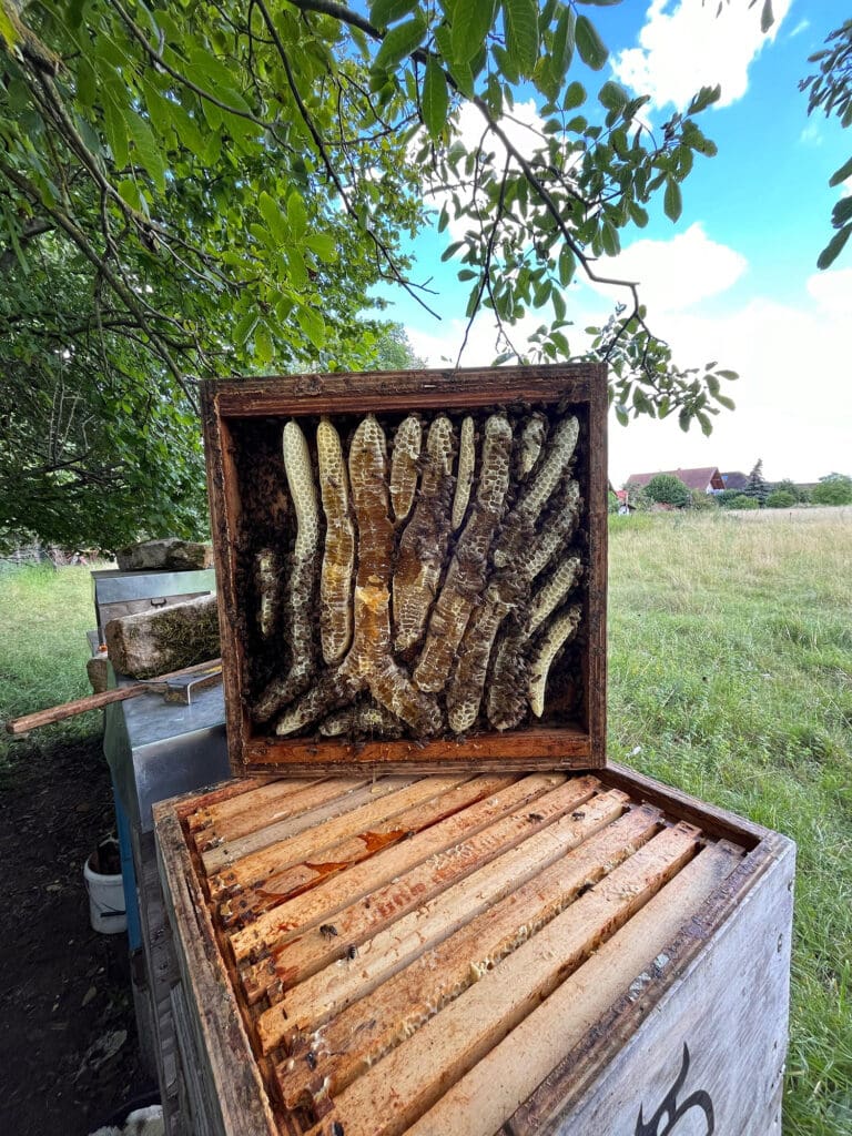 Waben
in einem Deckel