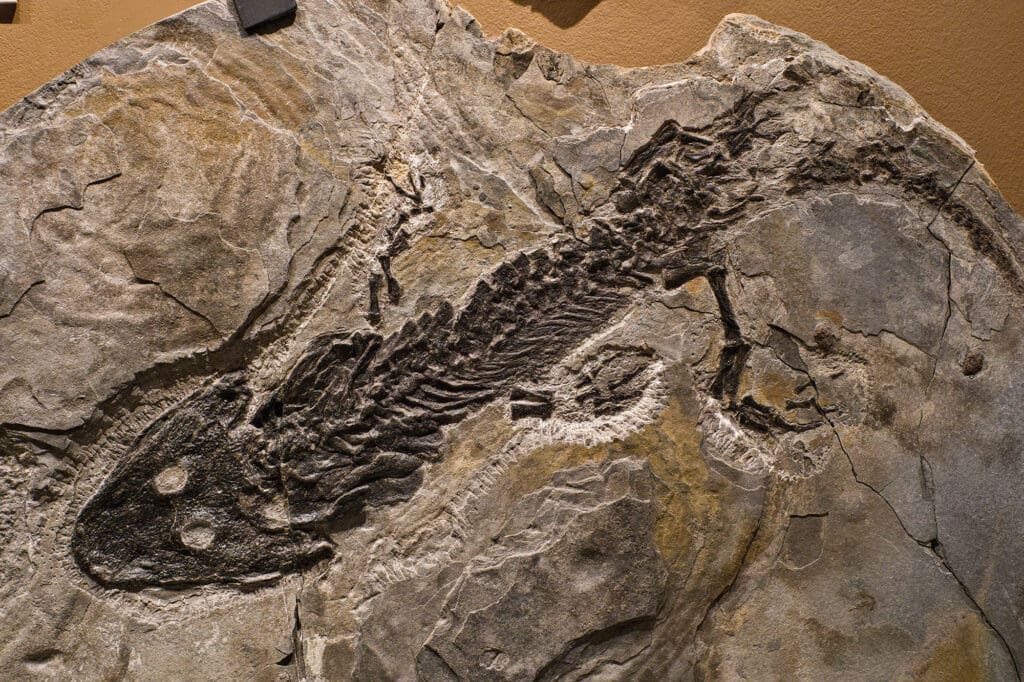 Paläontologisches
Museum Nierstein