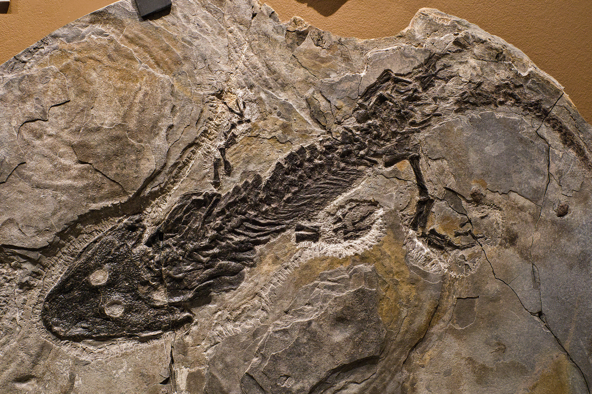 Paläontologisches Museum Nierstein