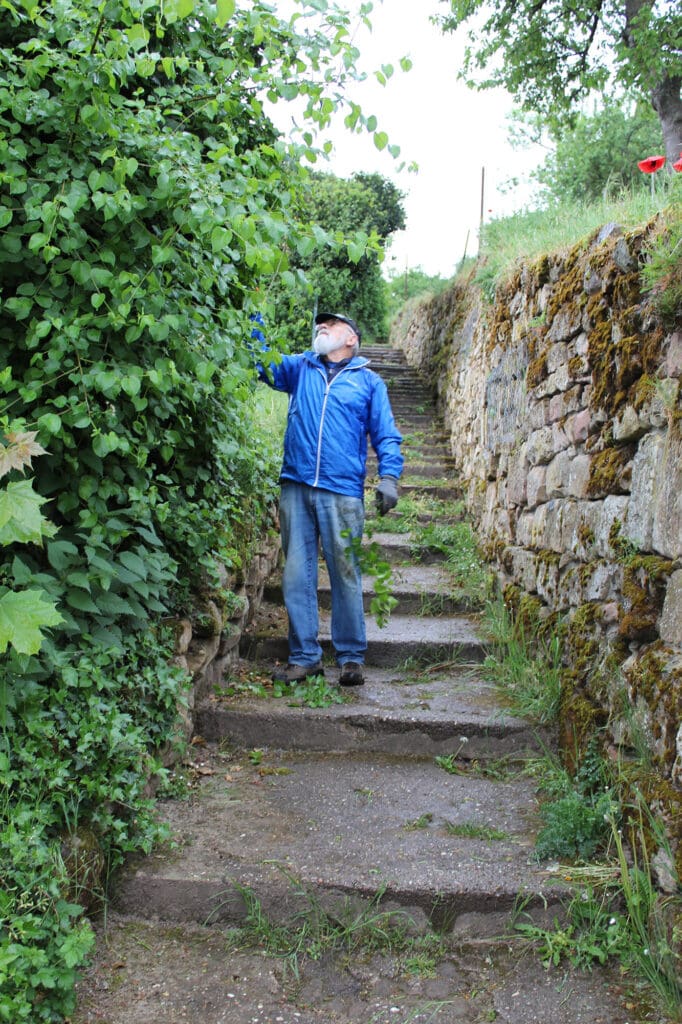 Grünpflege an der Wachtenburg
