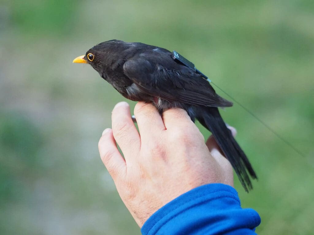 Amsel