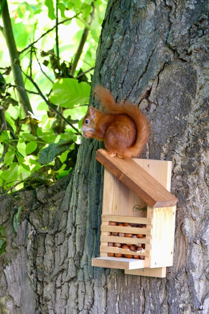Eichhörnchen-Futterhaus