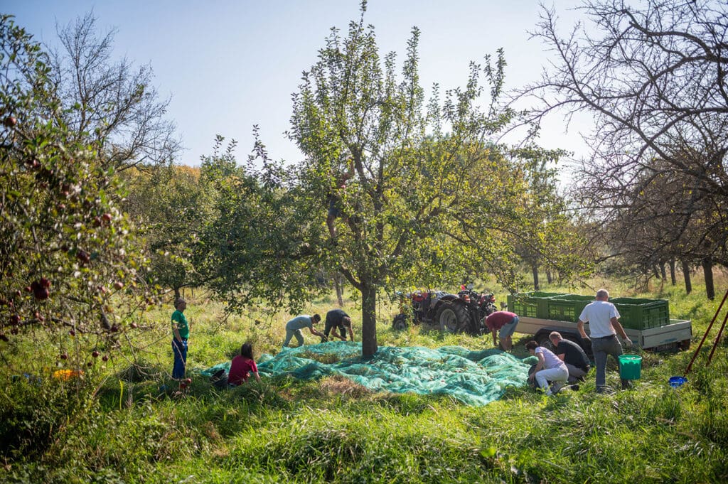 Helfer bei der Apfelernte
