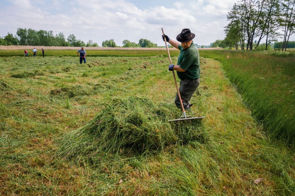 Pflege einer Altgrasinsel