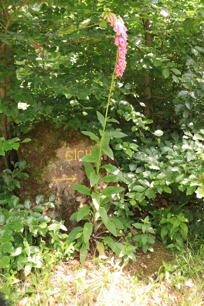 Ritterstein Dicke Eiche