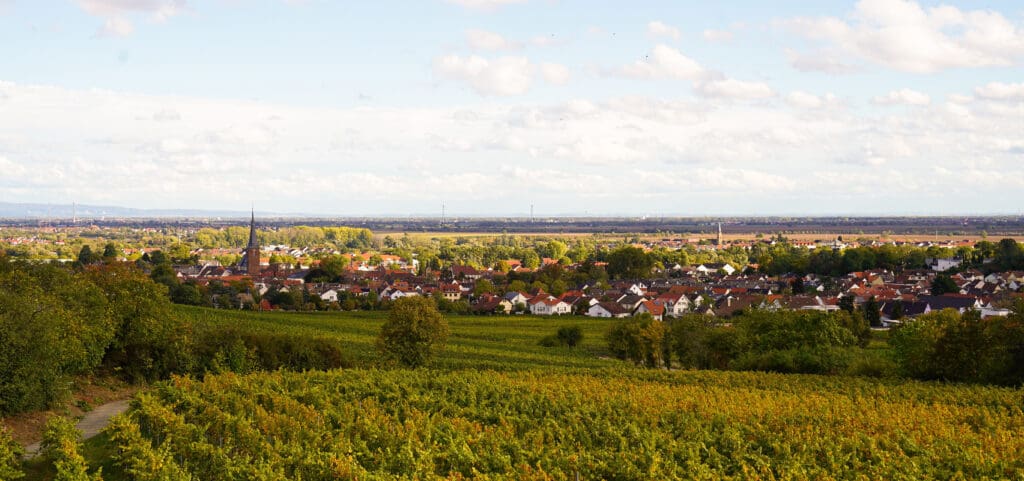 Blick über Deidesheim