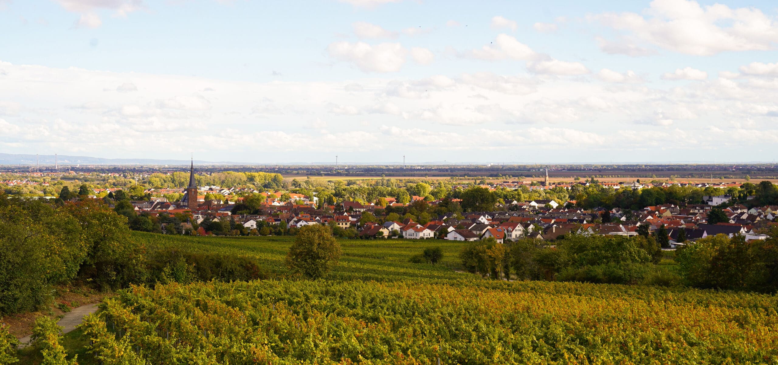 Blick über Deidesheim