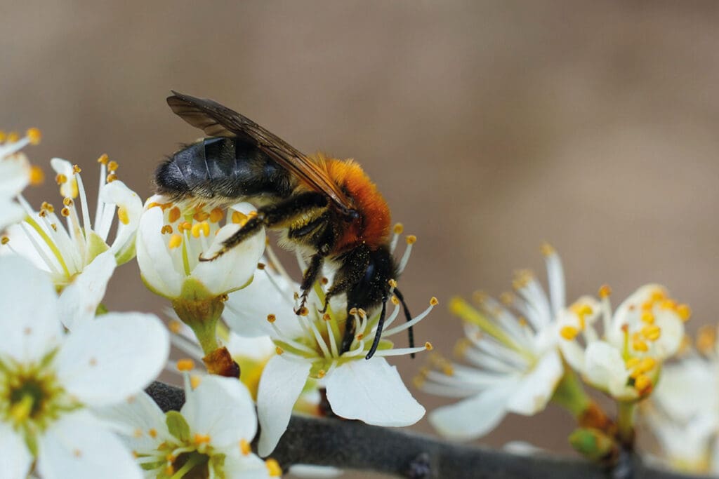 Biene auf Schlehenblüte
