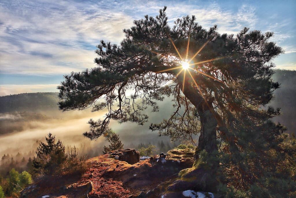Bergkiefer auf der Ruine Blumenstein