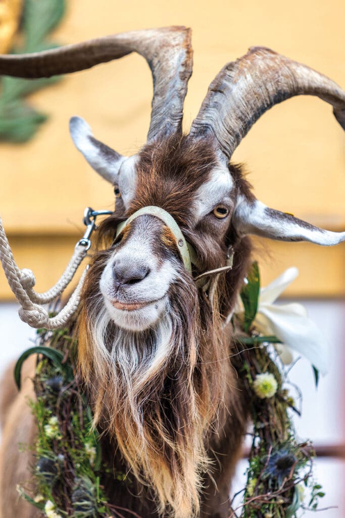 Geißbockversteigerung