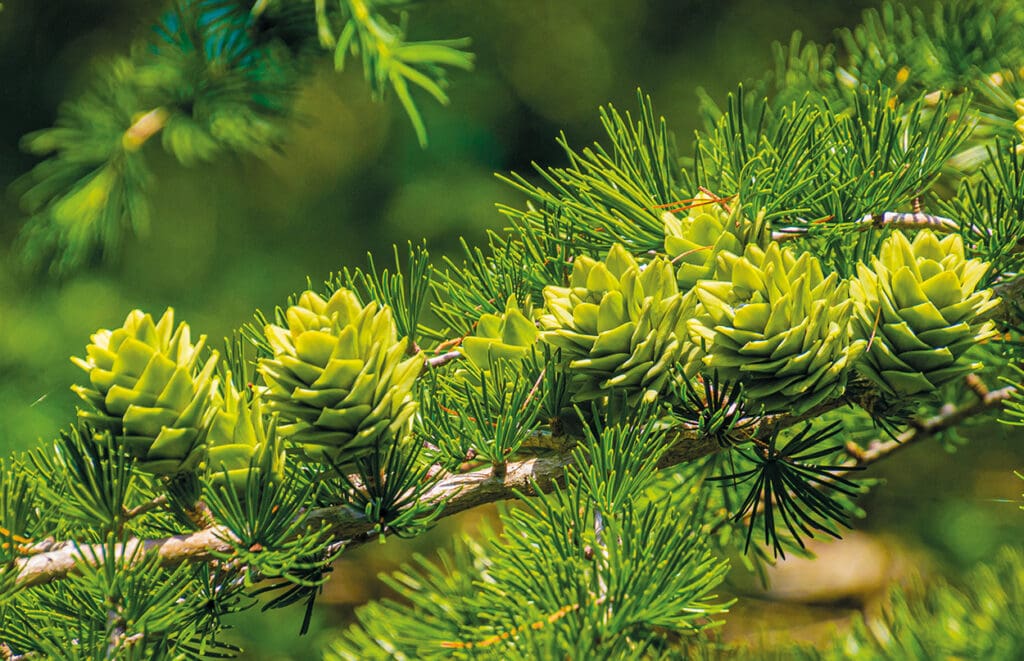 Lärchenzapfen