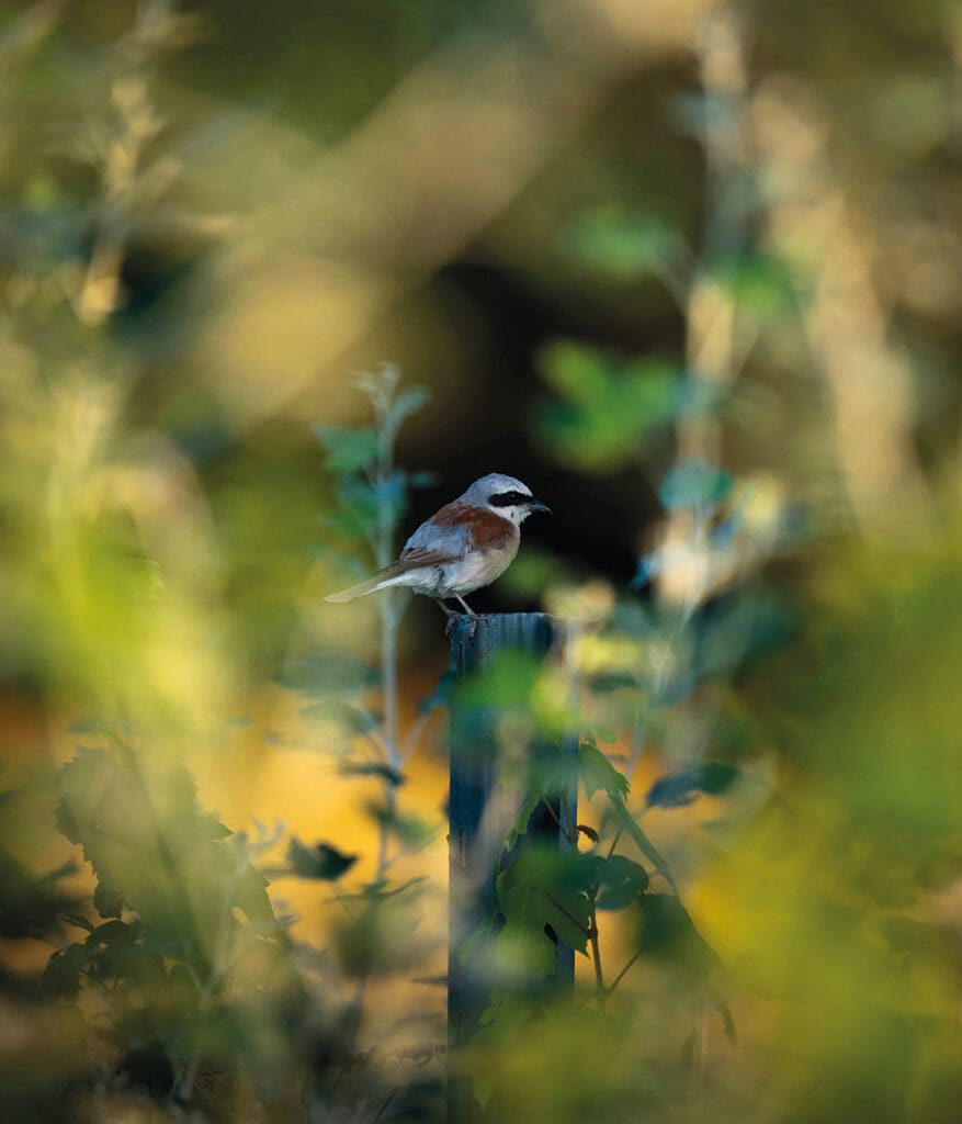 Neuntöter auf einem Schwarzdornzweig