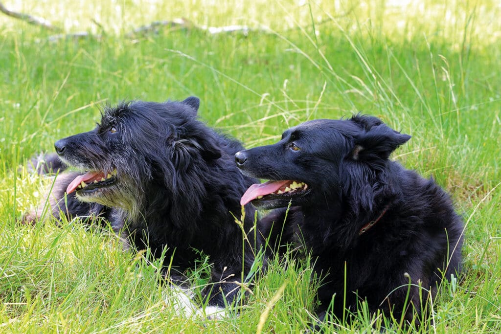 Hunde im Gras