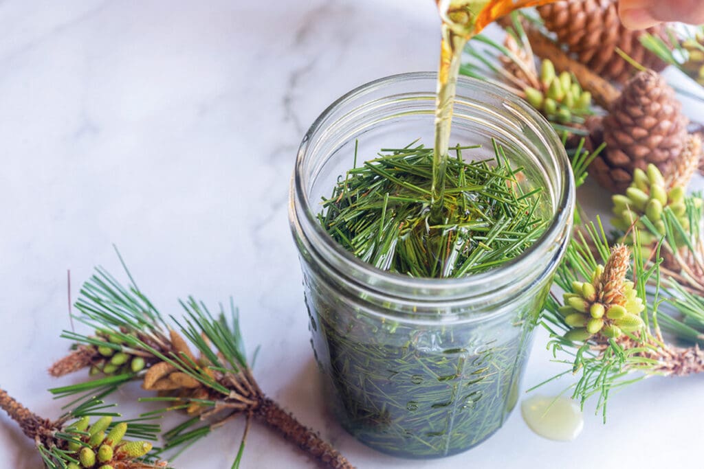 Tannennadeln mit Honig